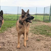 Urbane, chienne à adopter