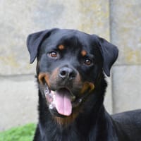 VASCO CHAO, chien à adopter