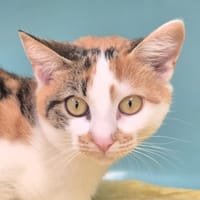 Stella, chatte à adopter