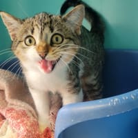 JADE, chatte à adopter