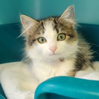 PUMA, chatte à adopter