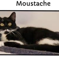Moustache, chatte à adopter