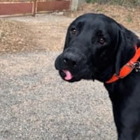 Volt, chien à adopter