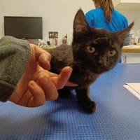 DRUM QCT, chatte à adopter