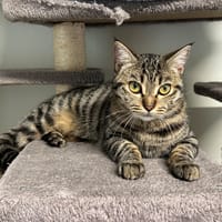 CLIO, chatte à adopter