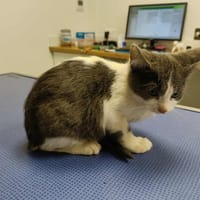 MANDOLINE QCT (Réservé), chat à adopter