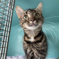 FANTASIA, chatte à adopter