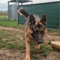 Rex, chien à adopter