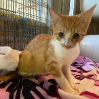 ESTELLA, chatte à adopter