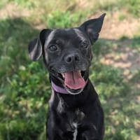 Belle, chienne à adopter