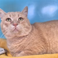 Spiner, chat à adopter