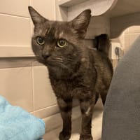 ABBY, chatte à adopter