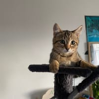 Brioche, chatte à adopter