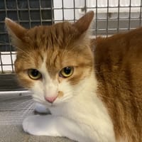 KINDER, chat à adopter