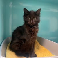 NINA, chatte à adopter