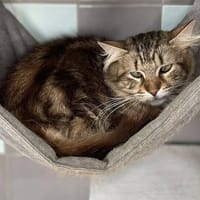 WEEZY, chatte à adopter