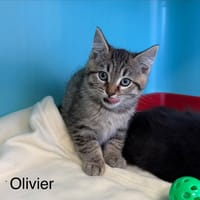 Olivier, chat à adopter