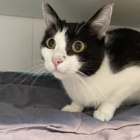 CALINE, chatte à adopter