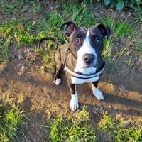 Adam, chien à adopter