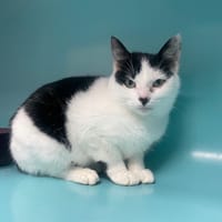 SPIRALE, chatte à adopter