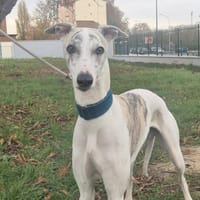 VOLTAIRE, chien à adopter