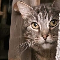 MANTEAU, chat à adopter