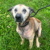 PABLO, chien à adopter