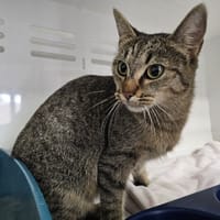 Alya, chatte à adopter