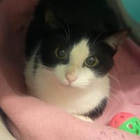 Domino, chat à adopter