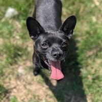 Septka, chienne à adopter