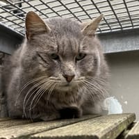 MISTIGRI, chat à adopter