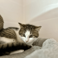 KENNY, chat à adopter