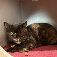 CALIE, chatte à adopter