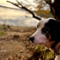 JANE QCN, chienne à adopter