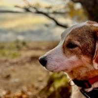 JENNY QCN, chienne à adopter