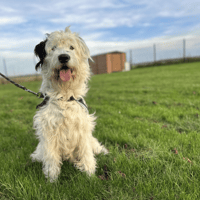 POLUX, chien à adopter