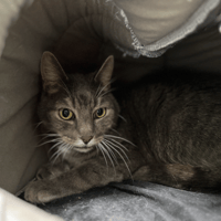 MISTIGRI, chat à adopter