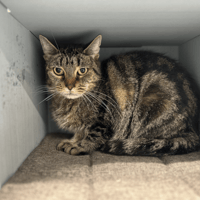 ZAMEE, chatte à adopter