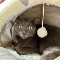 ENZO, chat à adopter