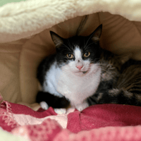 CLOVER, chat à adopter