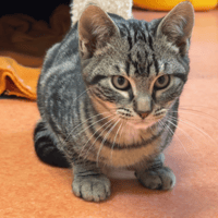 JOSI, chat à adopter