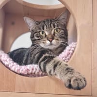 ANGIE, chatte à adopter