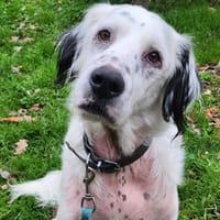 SOLTANE, chien à adopter