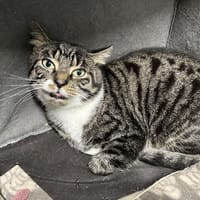 DOUGLAS, chat à adopter