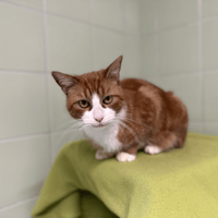 VAINA, chatte à adopter