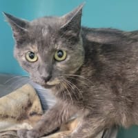 ALIZEE, chatte à adopter