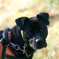 ATILA, chienne à adopter