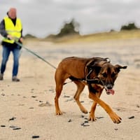 TORNADO QCN, chien à adopter