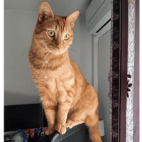 Smoothie, chat à adopter