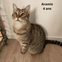 Aramis et Athos, chat à adopter